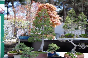 11121226_366511496877575_1043424743_n