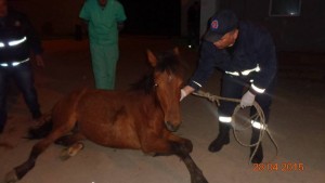 11150910_833486476732824_7436440428553690091_n