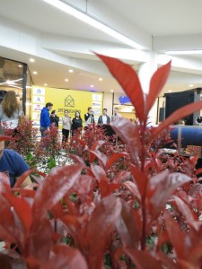 11159454_828170470587260_2273299075137936982_n