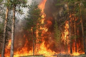 11160472_10203770074523957_722137951_n