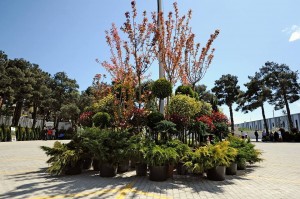 11164096_366511526877572_923563396_n