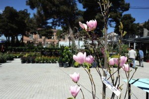 11166054_366511493544242_595038786_n