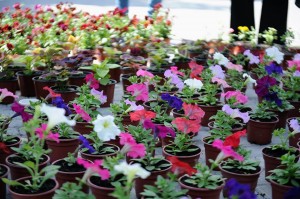 11173678_366511500210908_1621525732_n