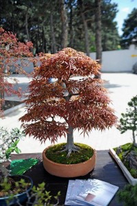 11173706_366511506877574_982815697_n