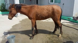 11178190_833486640066141_3312302113960174516_n