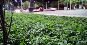 11267133_10204025504189539_2078529716_n