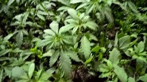 11329616_10204025504109537_1182947913_n