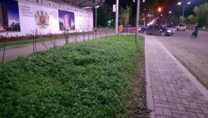 11352194_10204025504149538_531566597_n