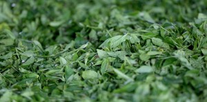 17105_853818851375859_2174145312251212835_n