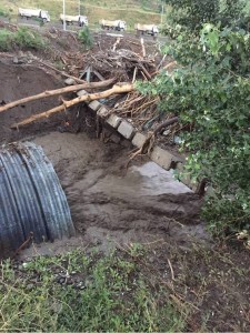 10176045_1108742195809046_7395232407637887097_n