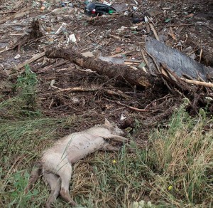 10304351_10204123809247104_8970962586473197_n