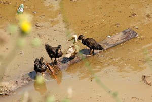 10446667_10204123808847094_6677196727619003149_n