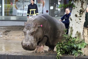 10487597_10204123807247054_2011776025395336879_n