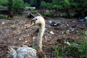 11055310_10204123804046974_7521819853988930759_n