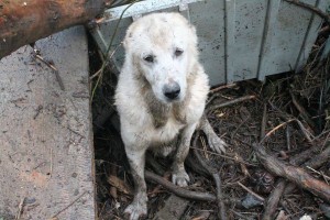 11272252_377587969114059_1875292677_n