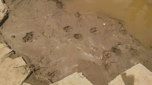 11281532_380537478819108_1361758766_o