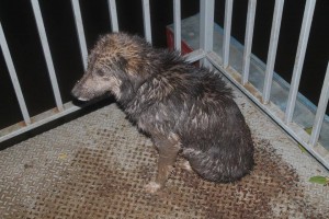 11287273_377588065780716_55252915_n