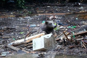 11406901_10204123808167077_3076261553157397367_n