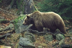 11418467_10204144514084712_395082288_n