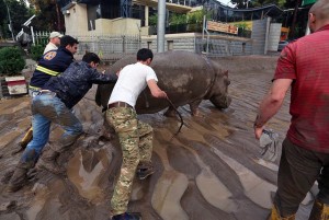 11428485_10204123804486985_2499888899059580536_n