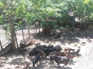 11637890_381733625366160_1923656087_n