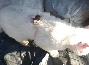 FrixosKamenosVrastoNero (1)