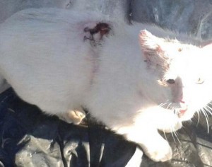 FrixosKamenosVrastoNero