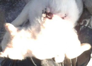 FrixosKamenosVrastoNero (4)