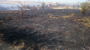 11062540_675188082583194_8383601296276601671_n - Copy - Copy