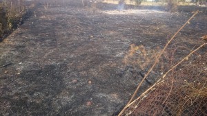 11167975_675187959249873_6477120928582479583_n - Copy - Copy