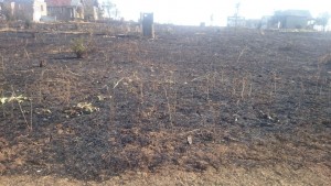 11539599_675187819249887_4611825220477640485_n - Copy - Copy