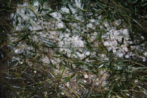 11863399_692496694185666_7224896385339186180_n