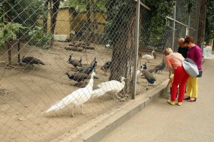 11997992_408453696027486_1581698801_n