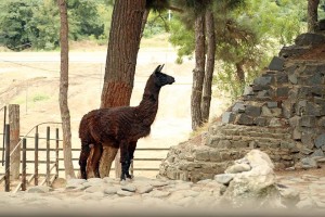 11998424_408453726027483_1573363_n