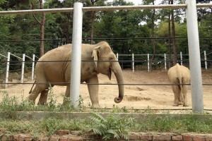 12016724_408453616027494_1536118577_n