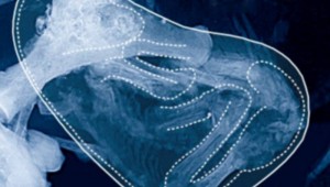 12068020_10204737499908987_1944266853_n