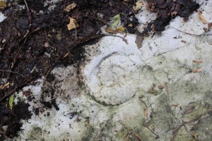 12177884_1154789591216314_76822006_n