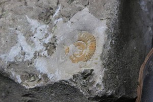 12179086_1154789567882983_861598865_n