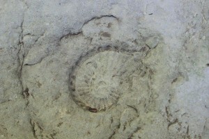 12179559_1154789594549647_1380295270_n