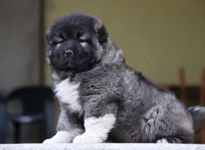 12355061_428109424061913_1733711027_n