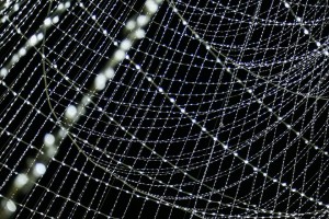 12360201_1219321574751107_901616363432847105_n