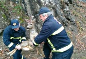 12540514_1511712875799606_5054066117436806131_n (1)