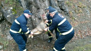 12565498_1511712935799600_1290508190101600482_n