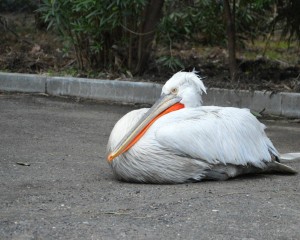 12622259_981666291899975_2741492521194425151_o