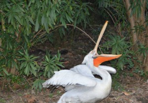 12640393_981666321899972_6127050601863145428_o