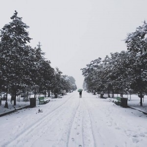 12647068_904977772916102_6350933284898491119_n