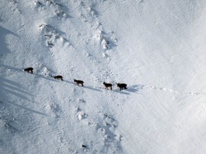 12650793_989459024454035_8742416935892630826_n