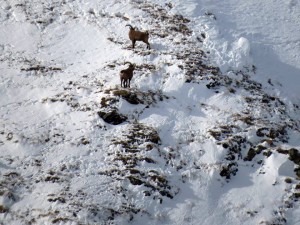 12650976_989459101120694_911443866667021105_n