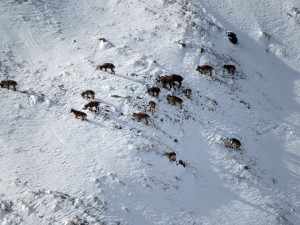 12650981_989459014454036_5866228027939184831_n