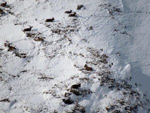 12651221_989458954454042_1872060848123616809_n